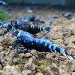 Caridina Purple Nanashi Metallic