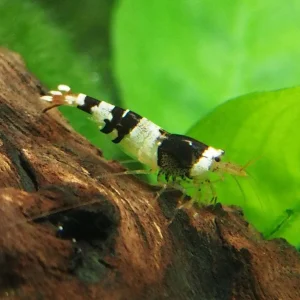 Caridina black crystal