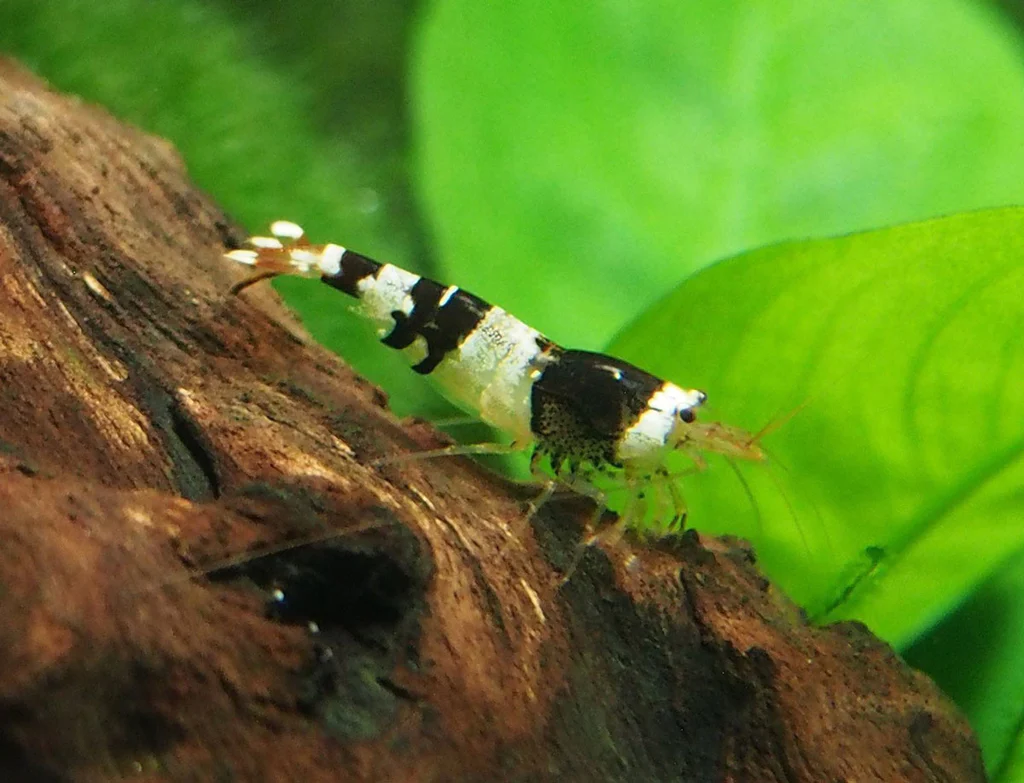 Caridina black crystal