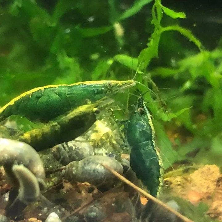 Neocaridina Green Jade - Bild 3