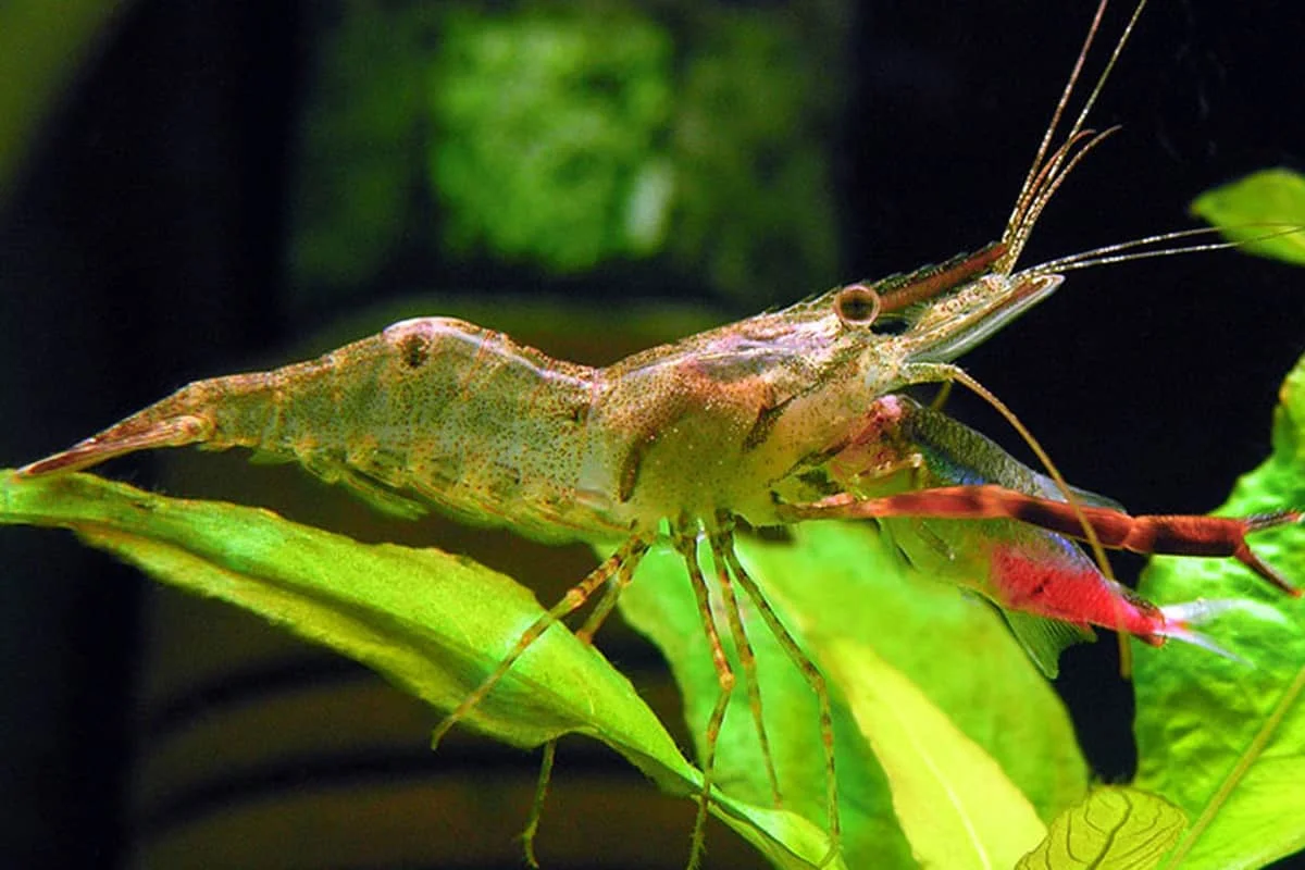 Macrobrachium assamense Red Claw - Bild 3