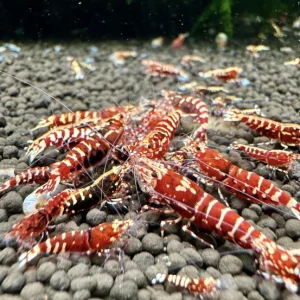 Caridina Red Galaxy Tiger