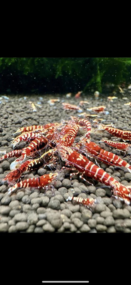 Caridina Red Galaxy Tiger - Bild 3